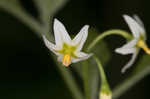 West Indian nightshade